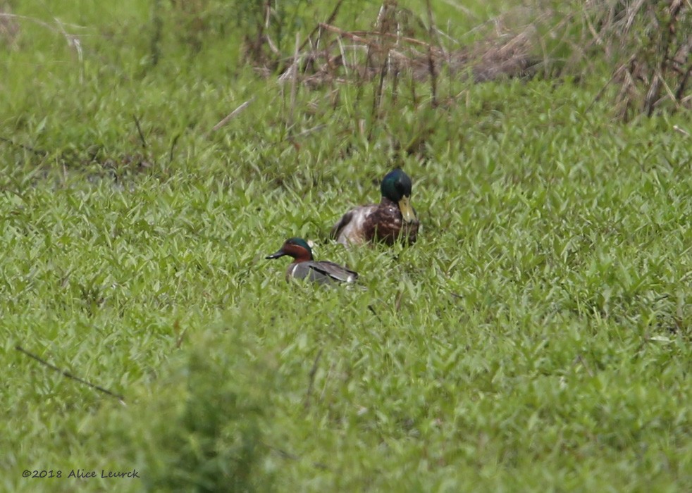 Green-winged Teal - ML103646811