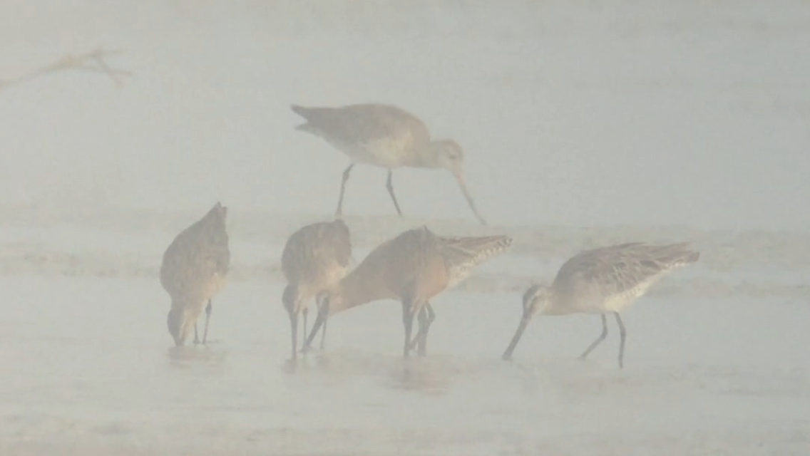 Asian Dowitcher - ML103657041
