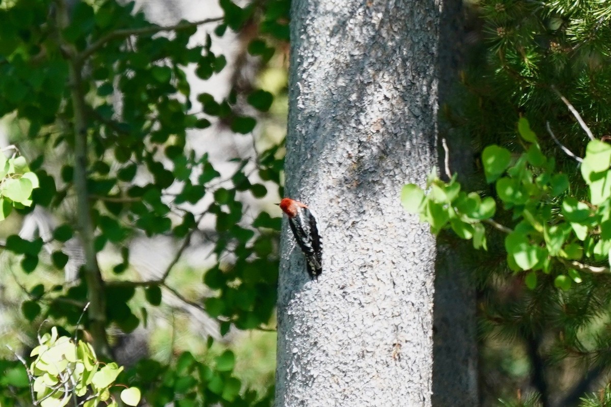 Red-breasted Sapsucker - ML103657571