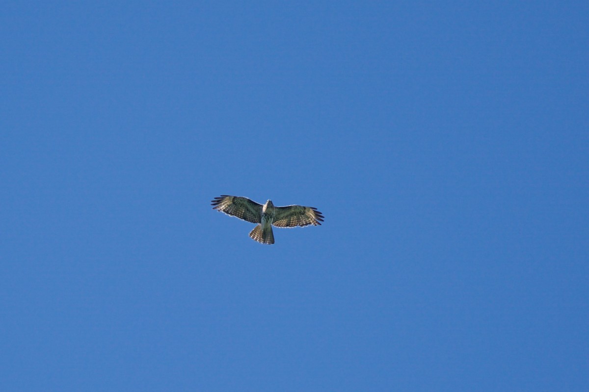 Red-tailed Hawk - ML103657751