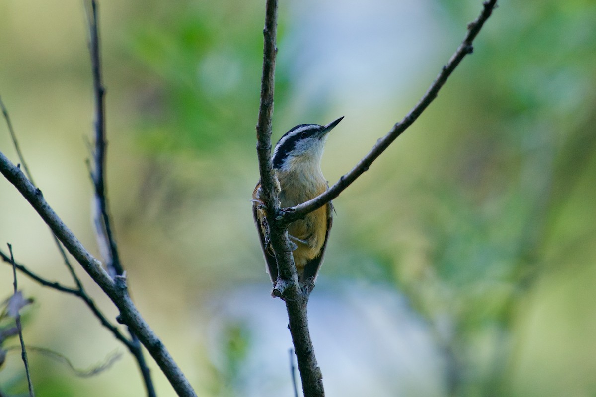Red-breasted Nuthatch - ML103657851