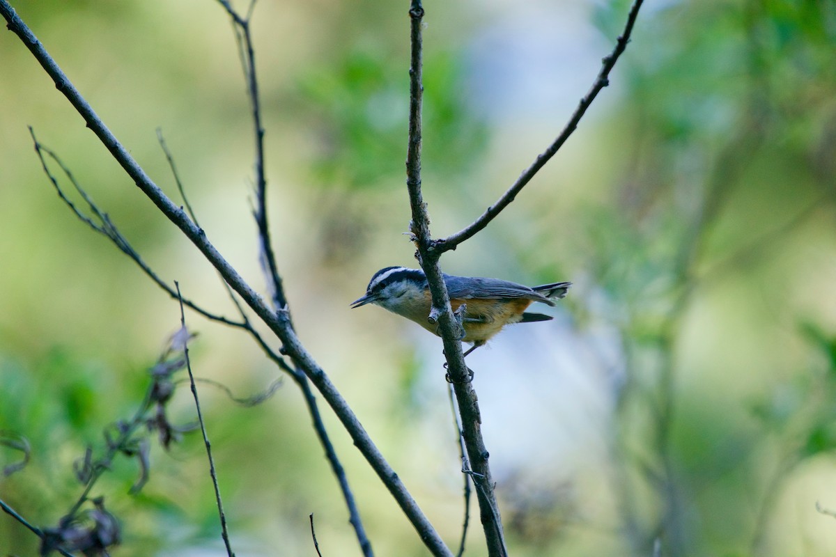 Red-breasted Nuthatch - ML103657881