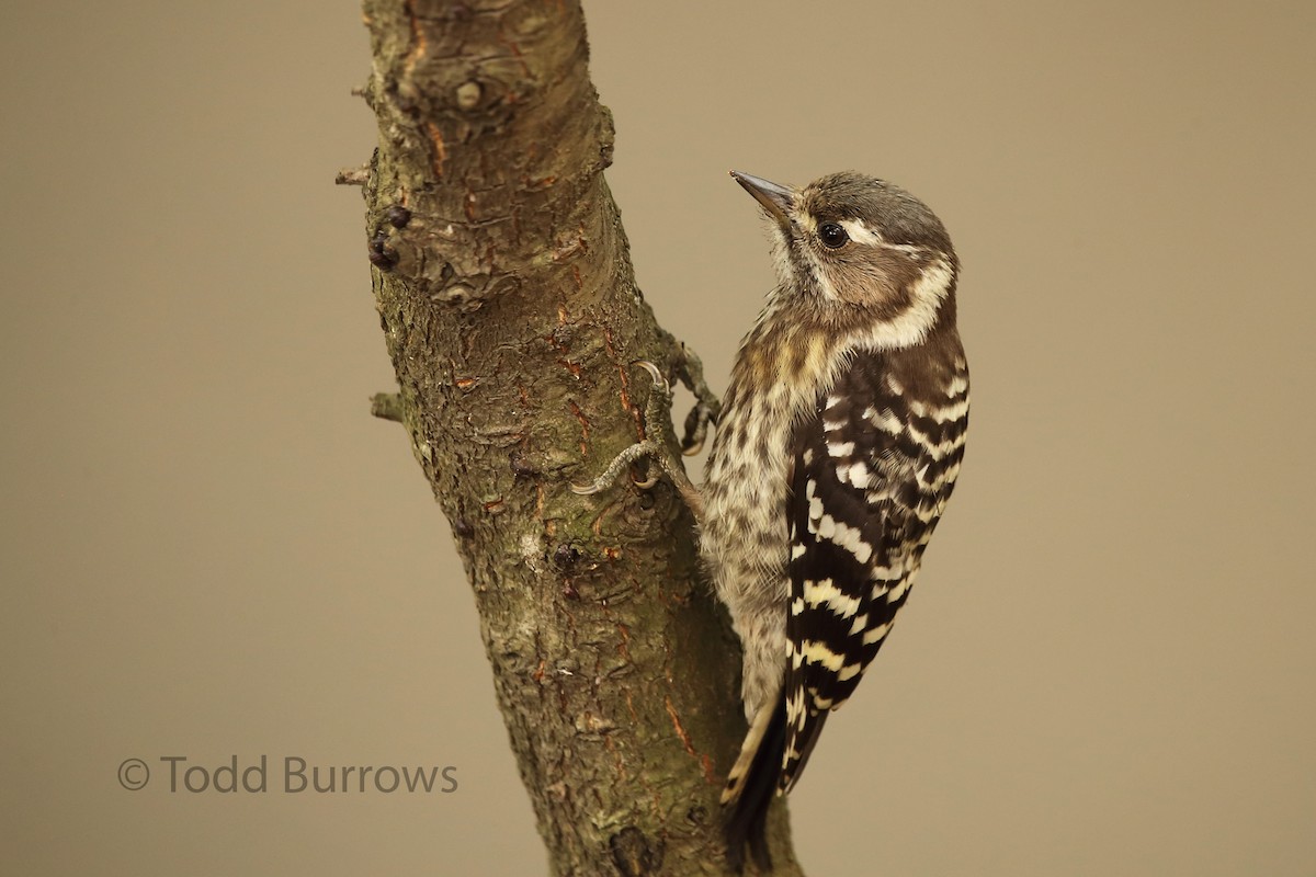 Japanese Pygmy Woodpecker - Todd Burrows