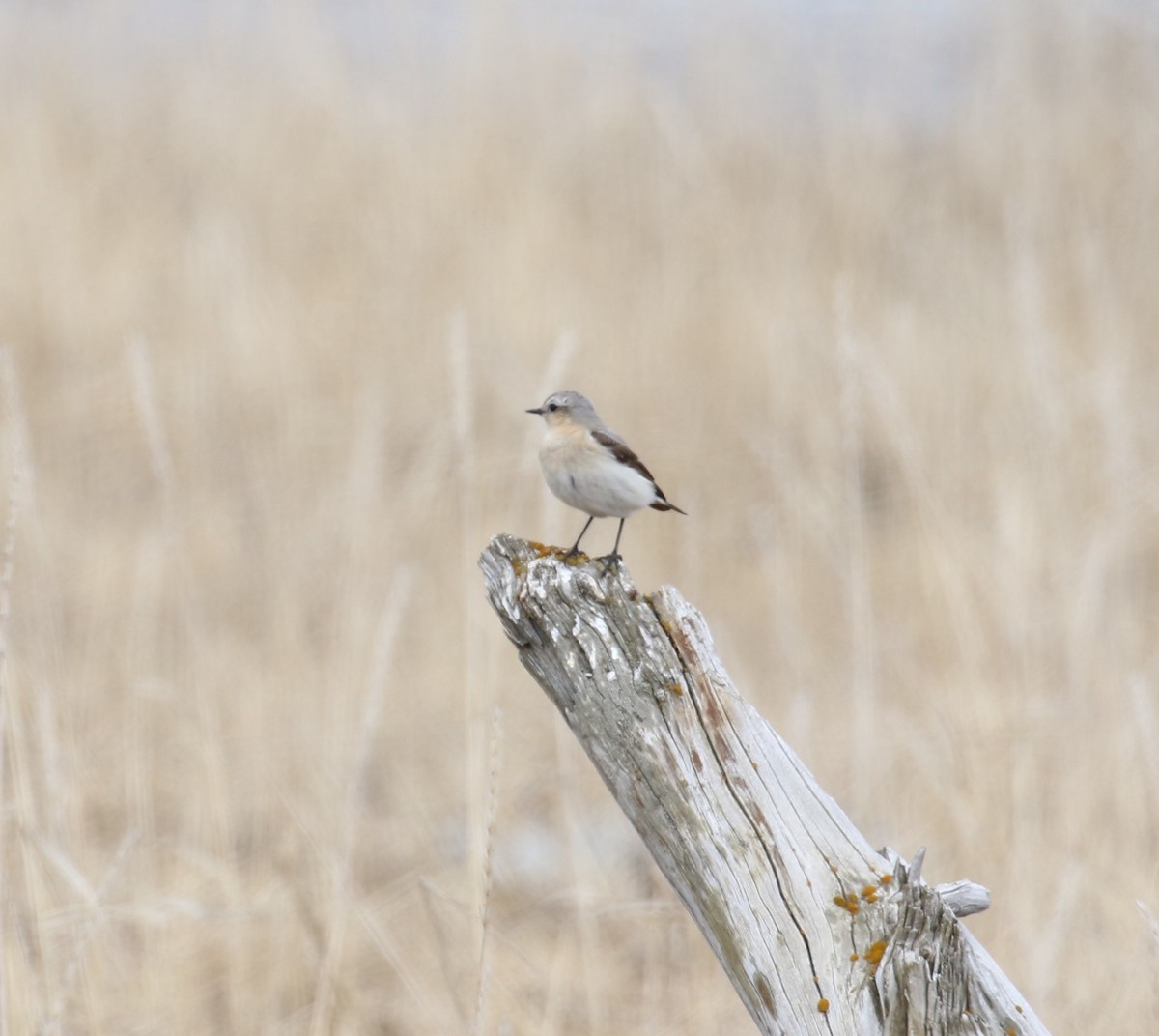 Northern Wheatear - Victor Stoll