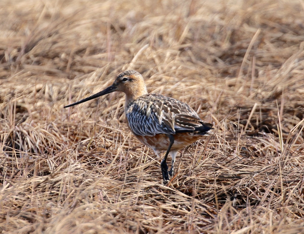 Bar-tailed Godwit - Victor Stoll