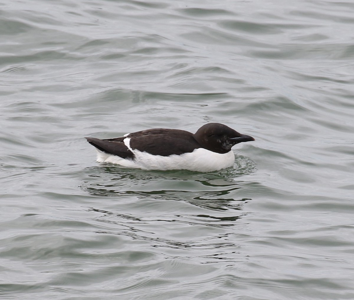 Thick-billed Murre - Victor Stoll