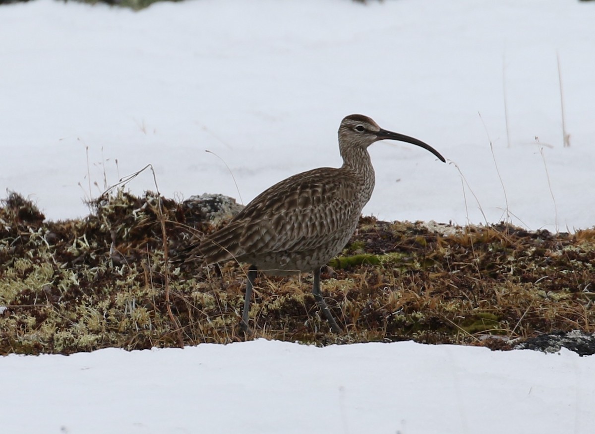 Whimbrel (Siberian) - Victor Stoll
