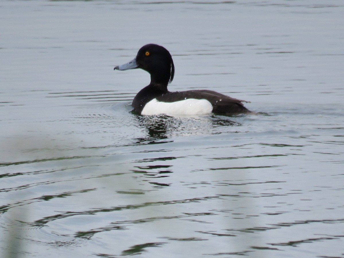 Tufted Duck - ML103661981