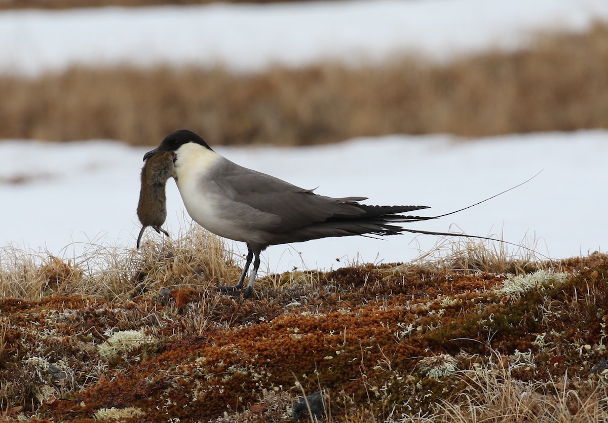 Long-tailed Jaeger - ML103662121