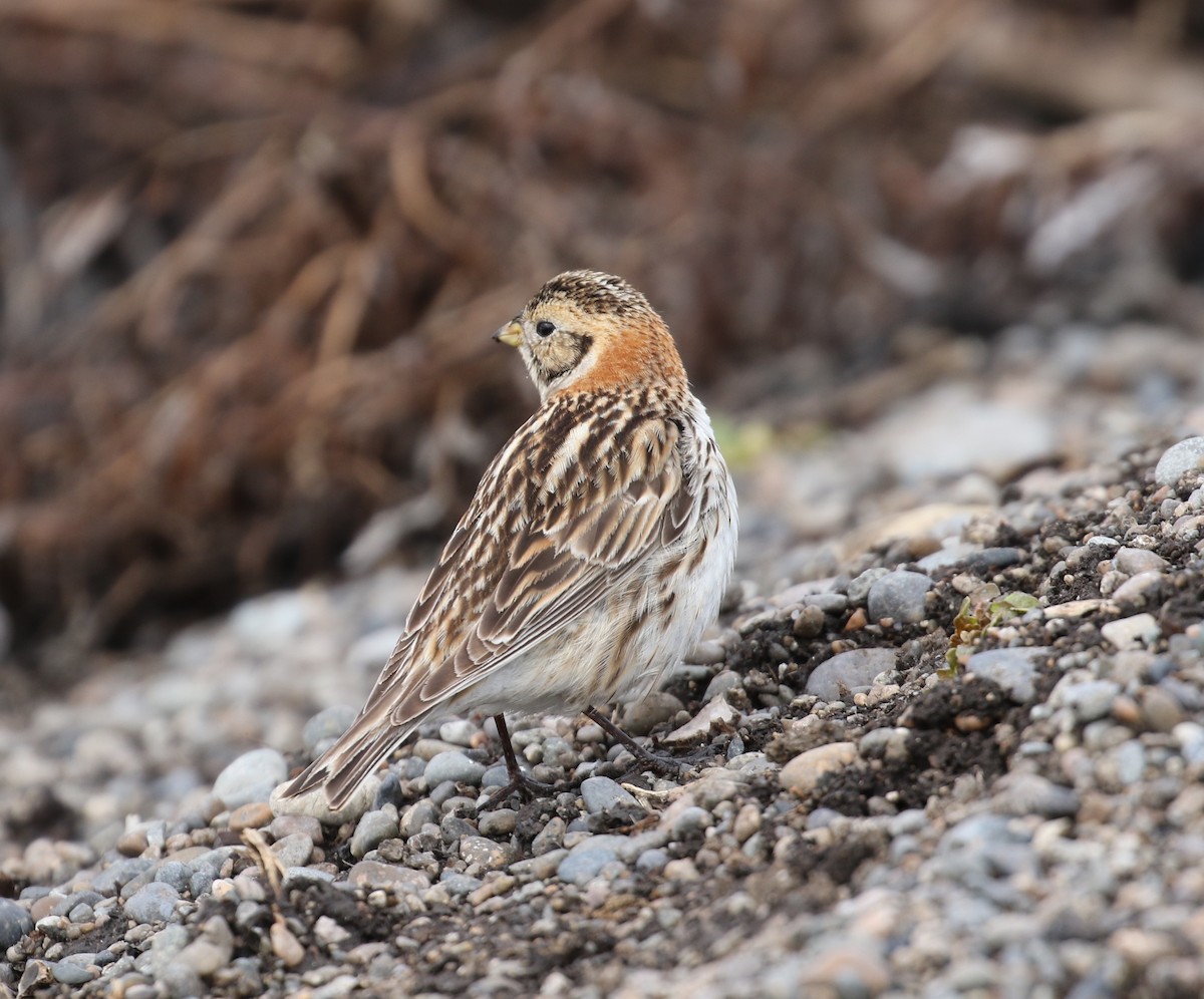 Lapland Longspur - Victor Stoll