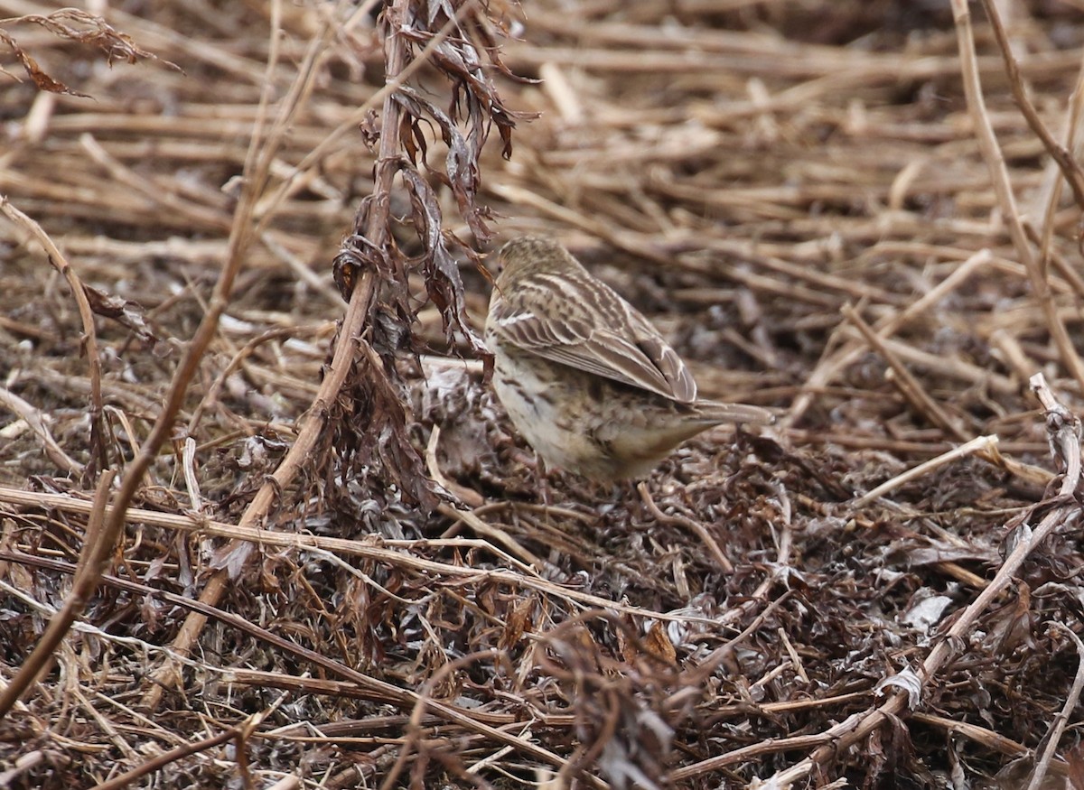 Red-throated Pipit - ML103662291