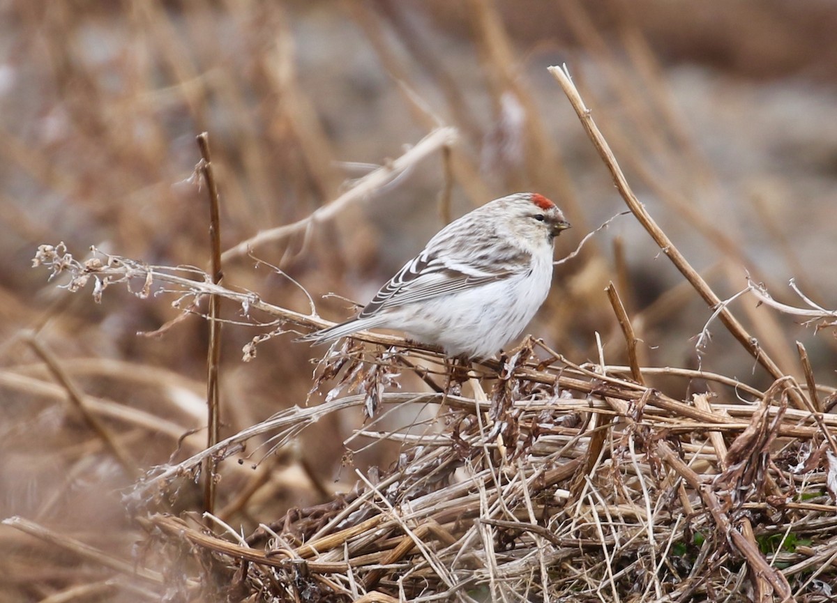 Hoary Redpoll - Victor Stoll