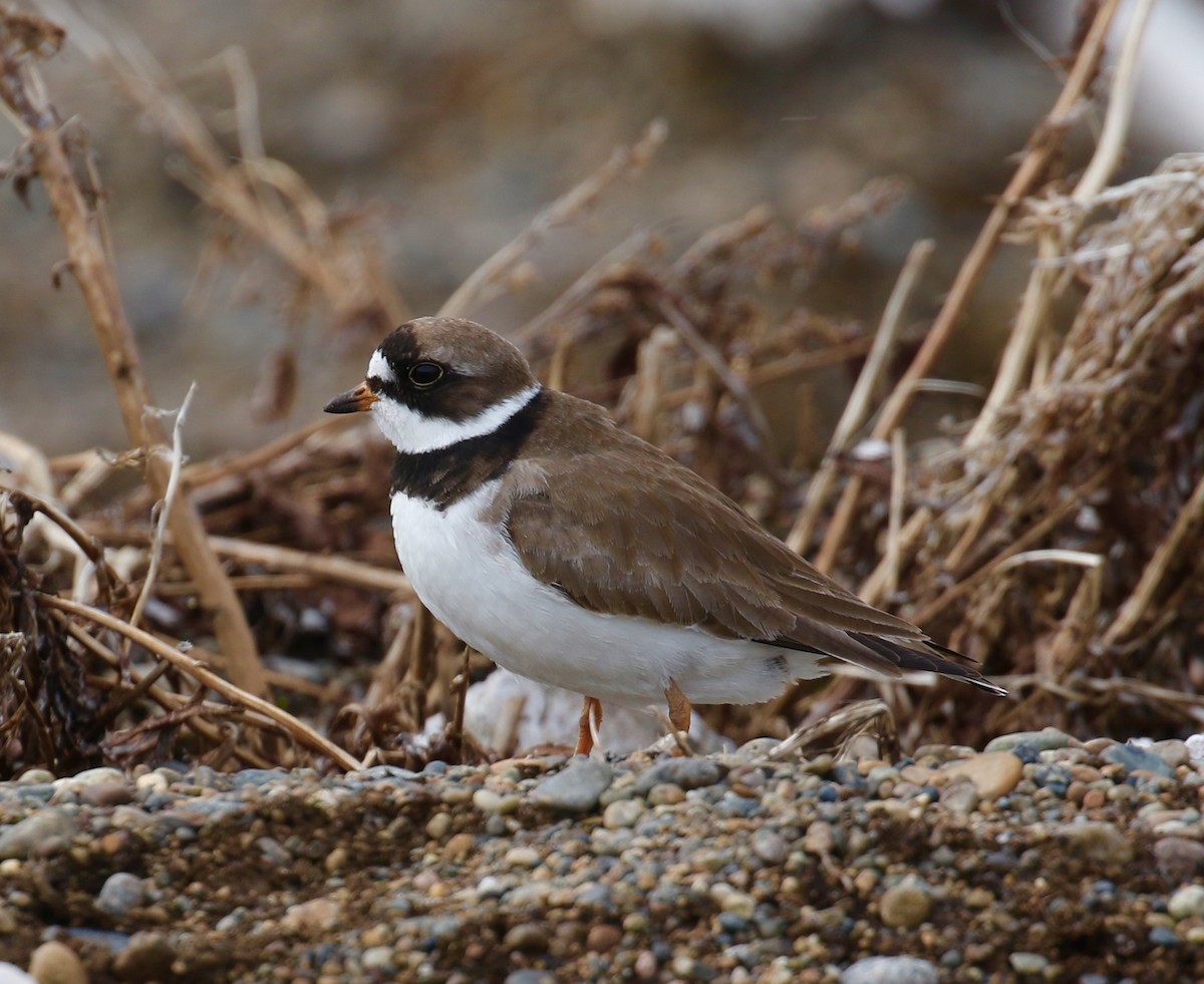 Semipalmated Plover - ML103662431