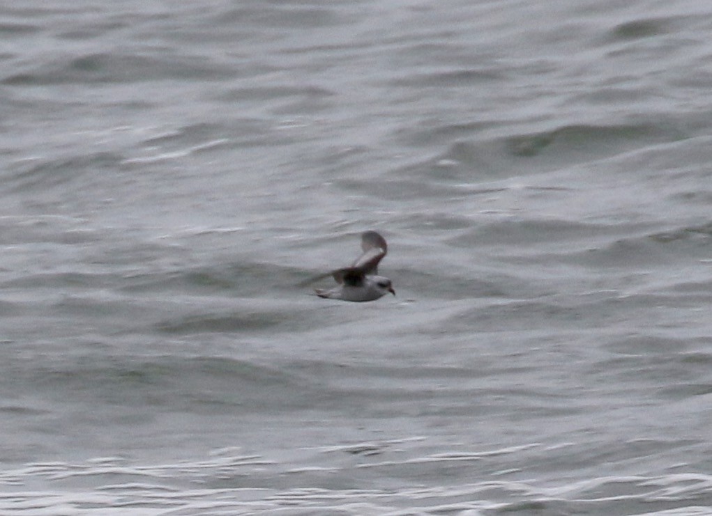 Fork-tailed Storm-Petrel - ML103663721