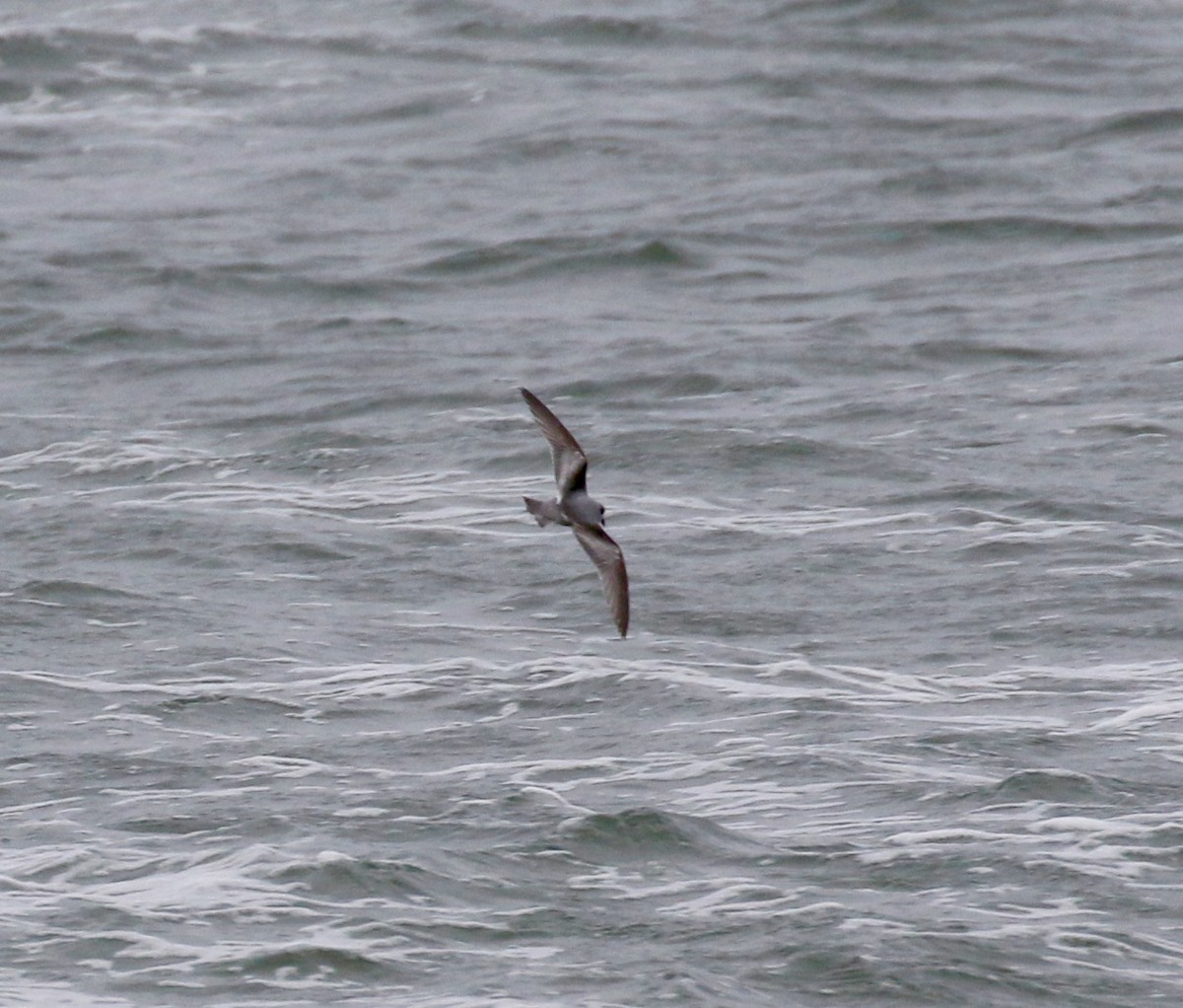 Fork-tailed Storm-Petrel - ML103663731
