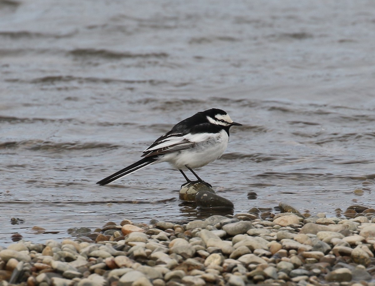 White Wagtail (Black-backed) - ML103663811