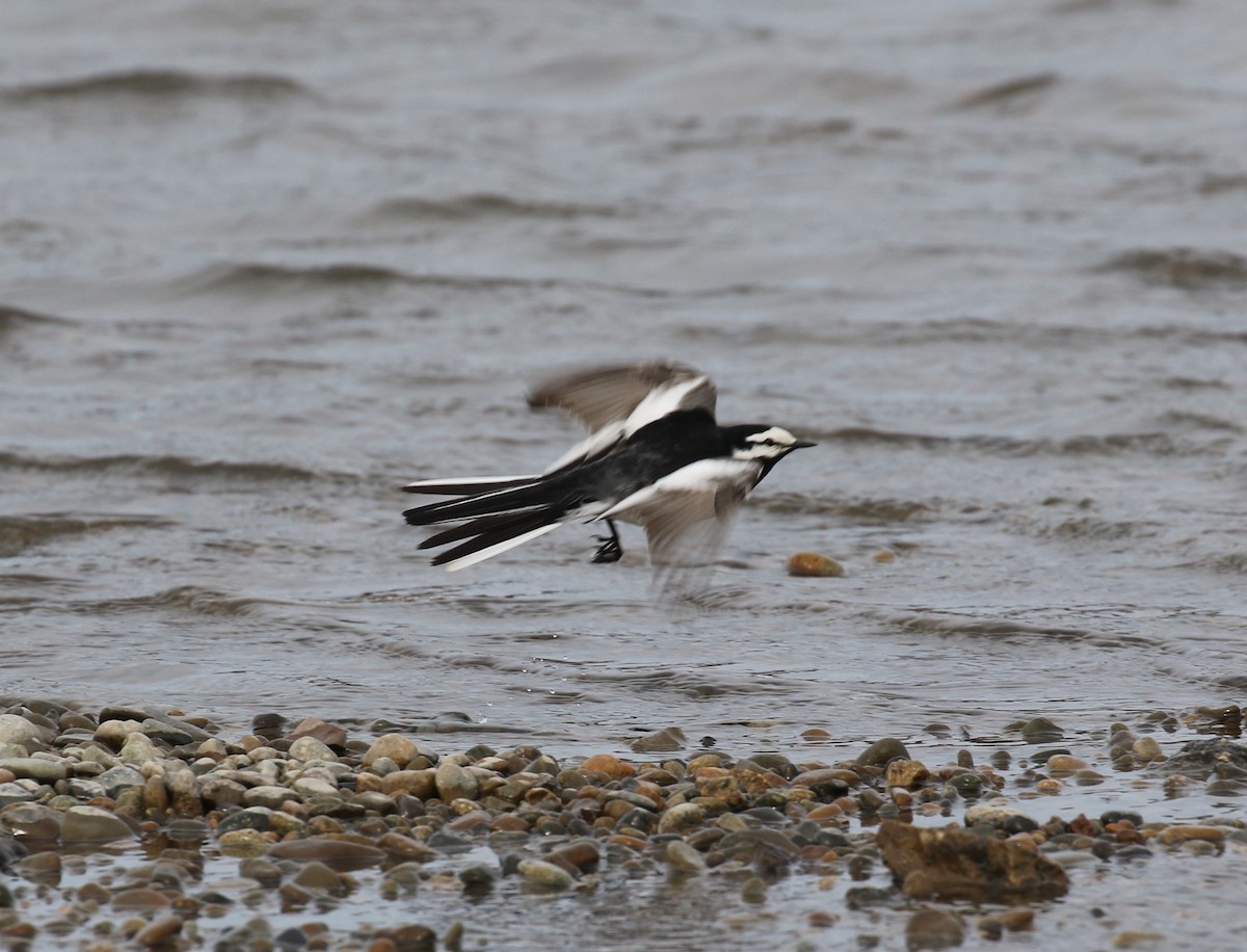 White Wagtail (Black-backed) - ML103663821