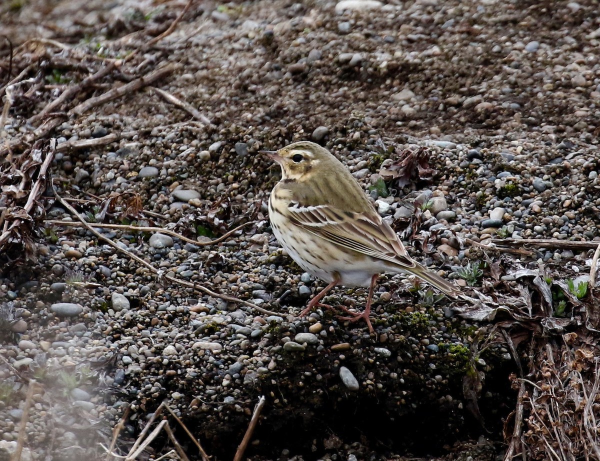 Olive-backed Pipit - Victor Stoll