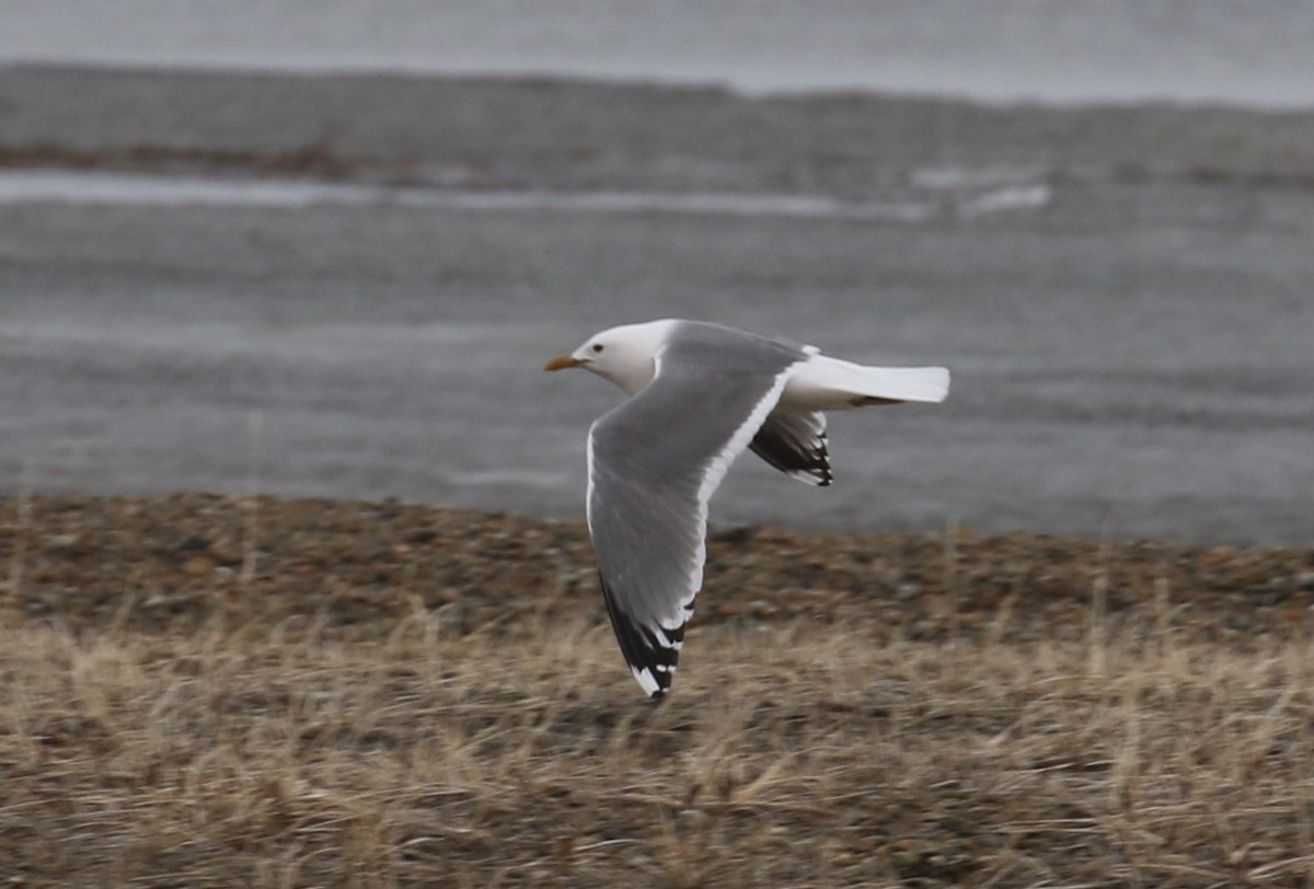 Common Gull (Kamchatka) - Victor Stoll
