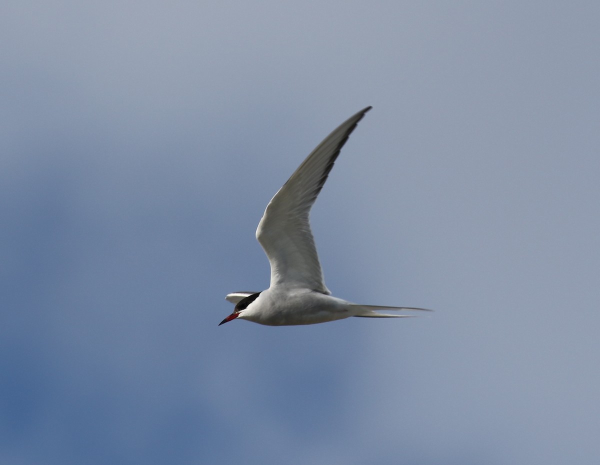 Arctic Tern - Victor Stoll