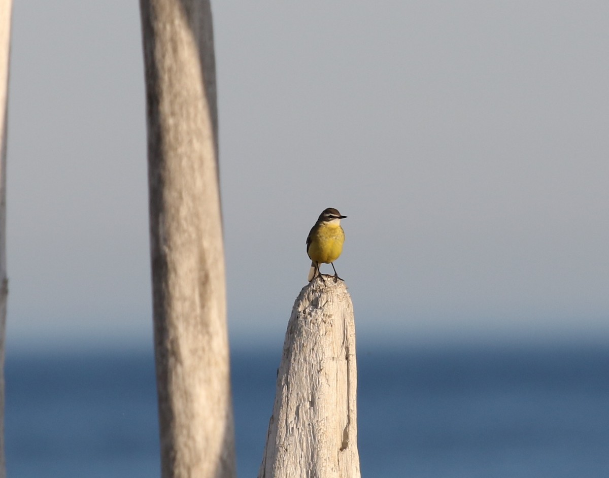 Eastern Yellow Wagtail - Victor Stoll