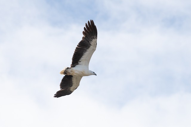 White-bellied Sea-Eagle