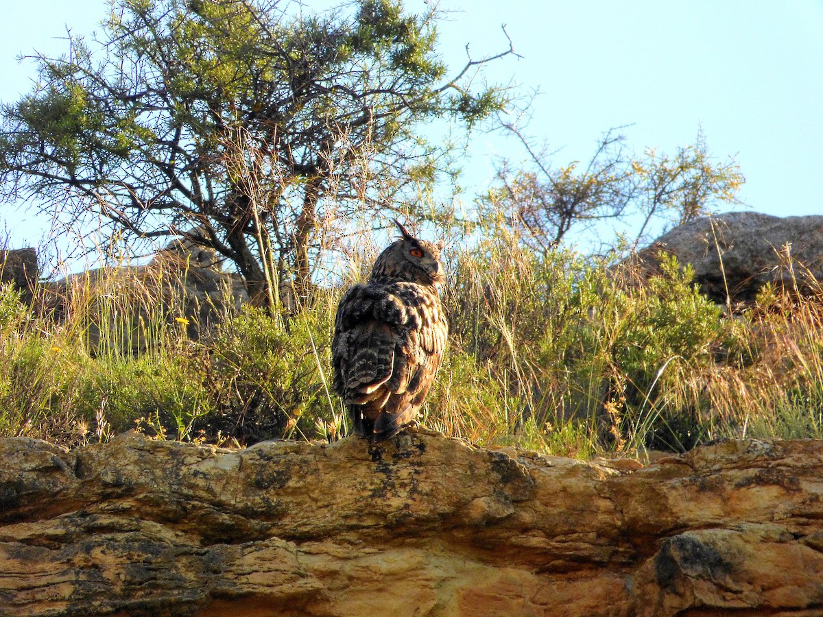 Eurasian Eagle-Owl - Jose Guerra