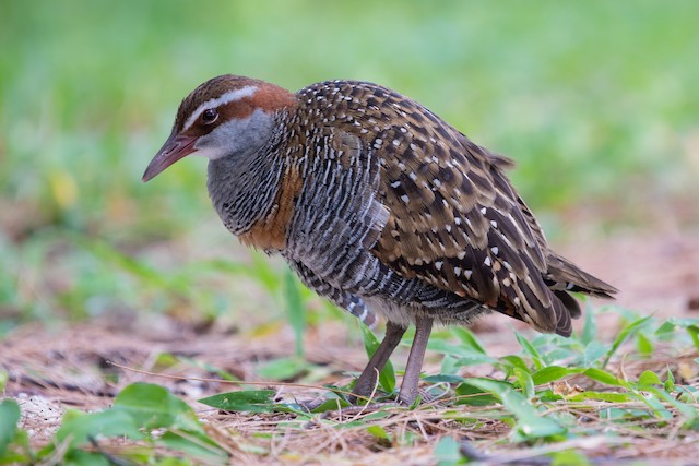 Buff-banded Rail