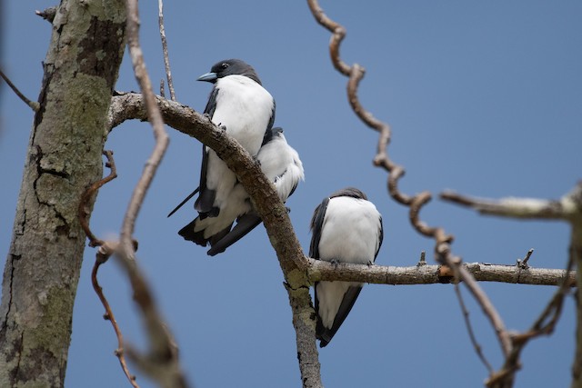 White-breasted Woodswallow