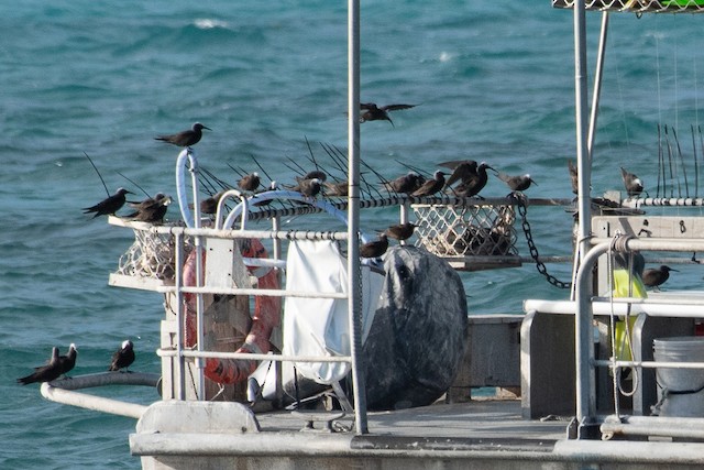 Black Noddy