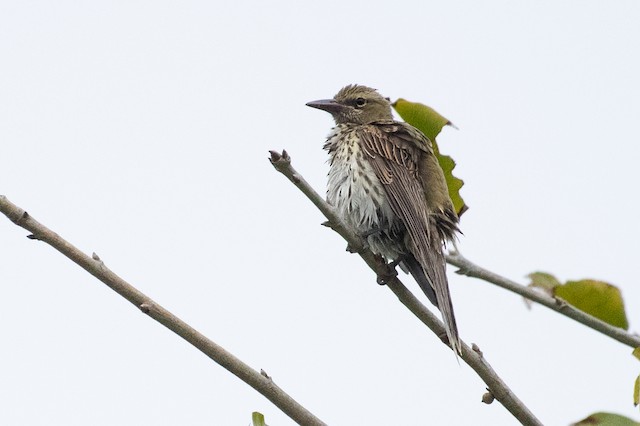 Olive-backed Oriole