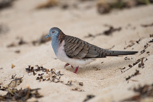 Bar-shouldered Dove