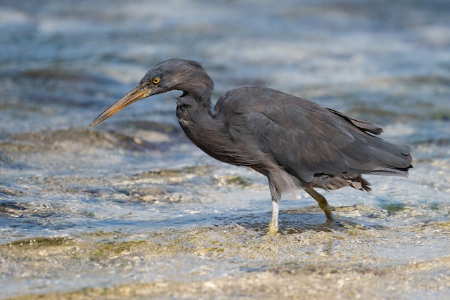 Pacific Reef-Heron