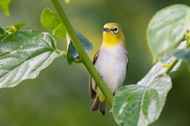 Ashy-bellied White-eye