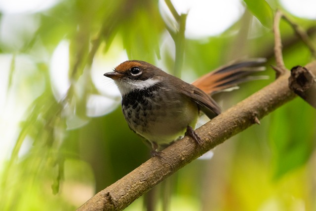 Australian Rufous Fantail