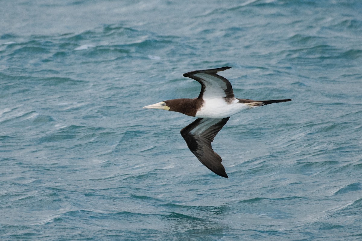 Brown Booby - ML103666971