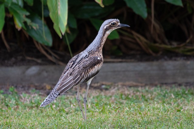 Bush Thick-knee