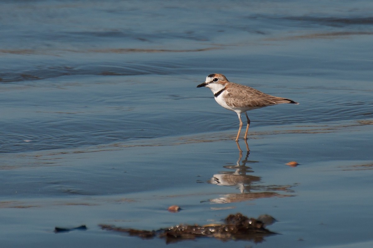 Collared Plover - ML103672451