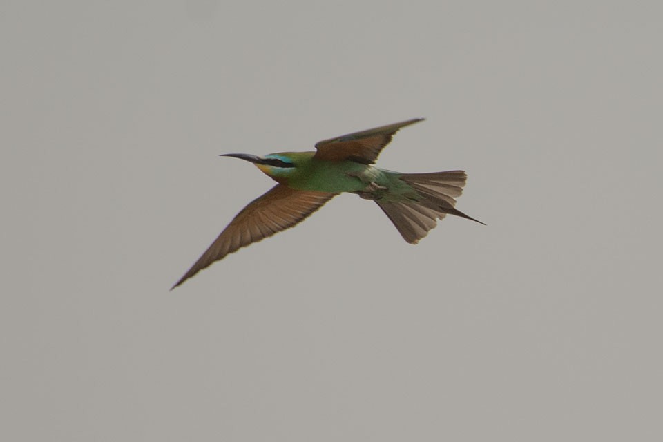 Blue-cheeked Bee-eater - ML103674081