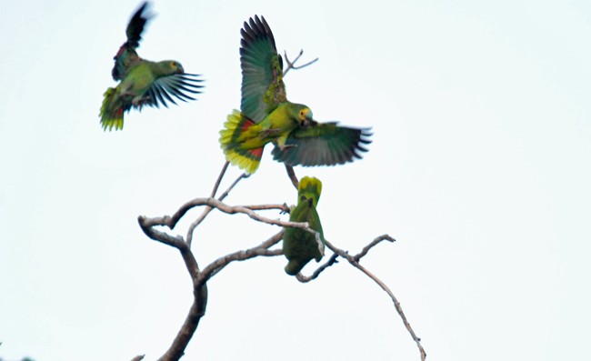 Turquoise-fronted Parrot - ML103675041