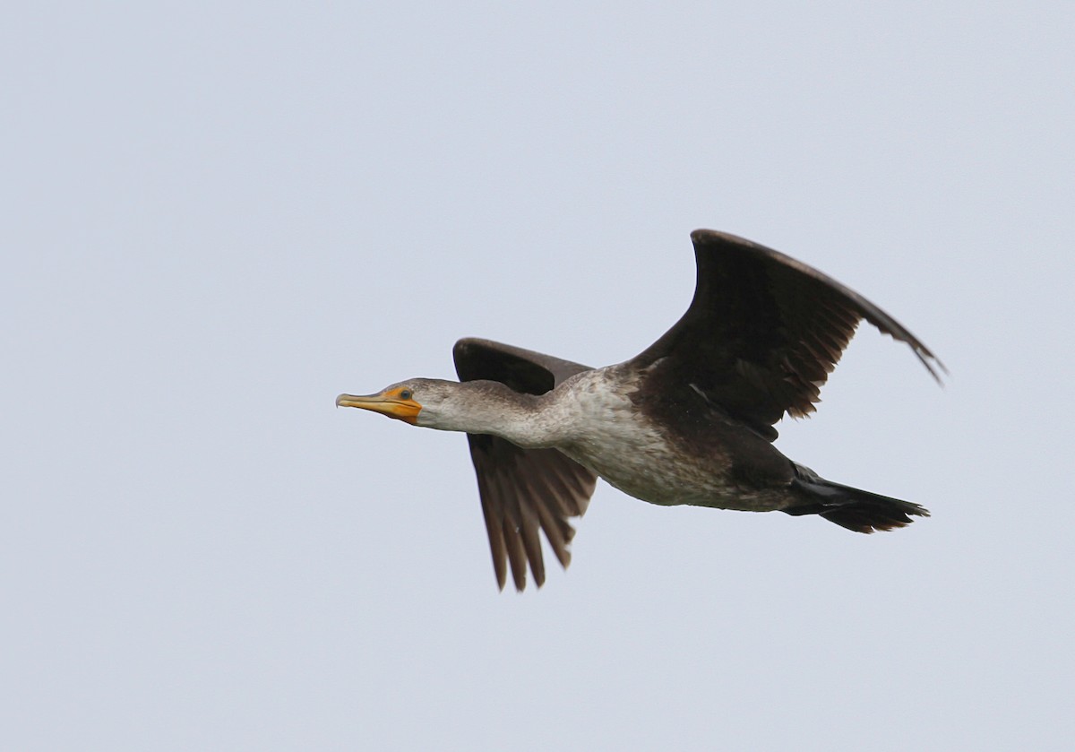Double-crested Cormorant - Andy Eckerson