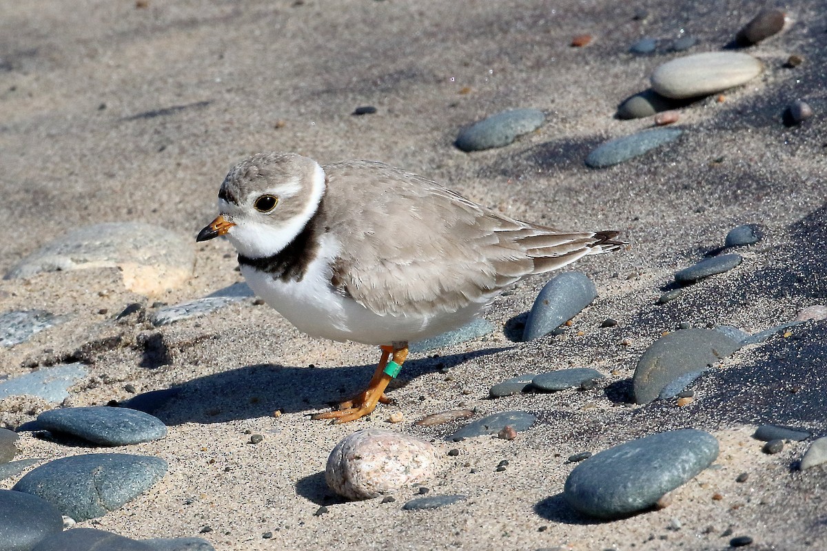 Piping Plover - Stan Lilley