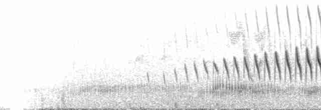 Uzun Kuyruklu Sinklot (pabsti) - ML103680