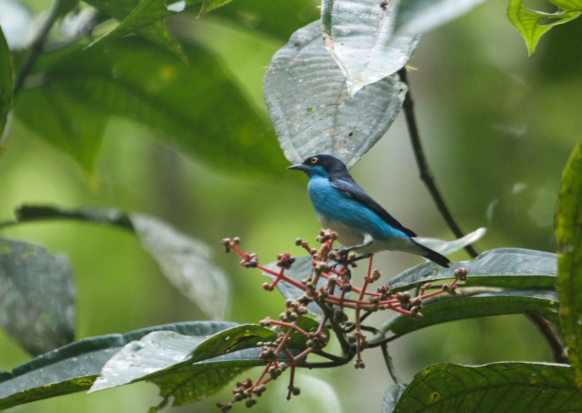 Black-faced Dacnis - Will Sweet