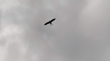 Swallow-tailed Kite - ML103682841