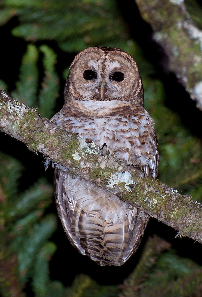 Rusty-barred Owl - ML103683051