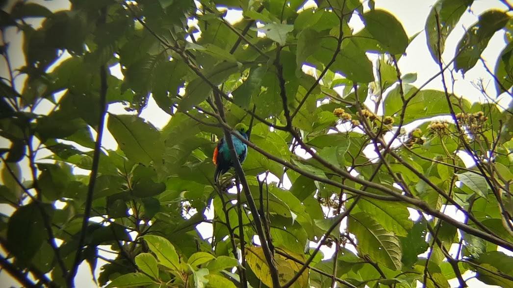 Paradise Tanager - ML103683161