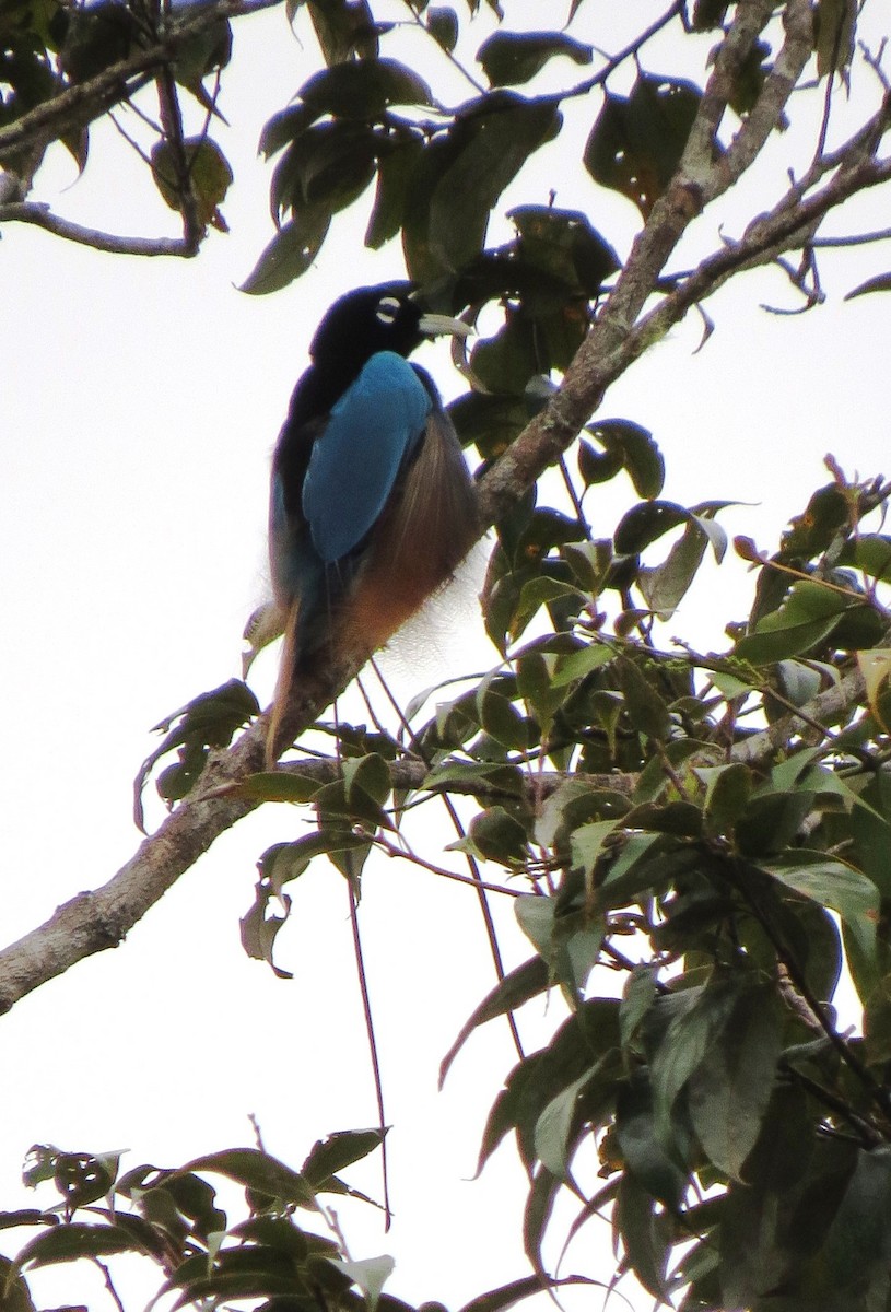 Blue Bird-of-Paradise - ML103684971