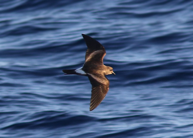 Leach's/Townsend's Storm-Petrel (white-rumped) - Amy McAndrews