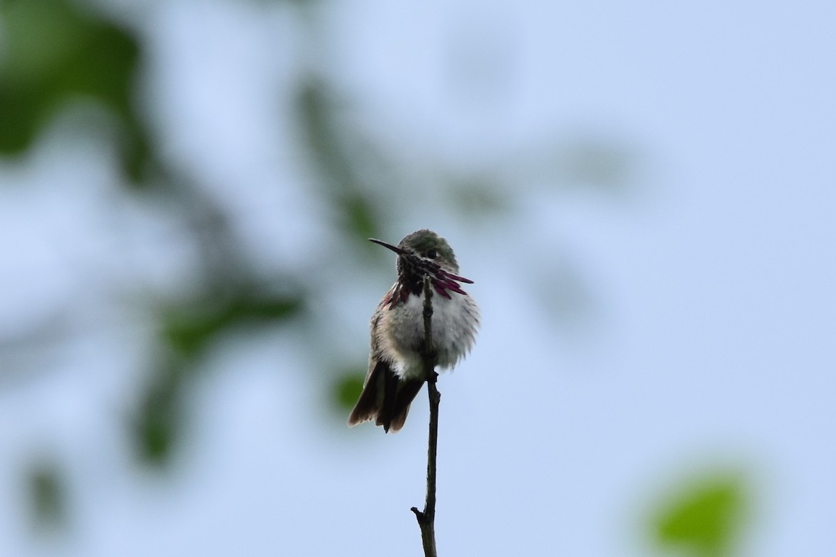 Calliope Hummingbird - Joshua Schrecengost